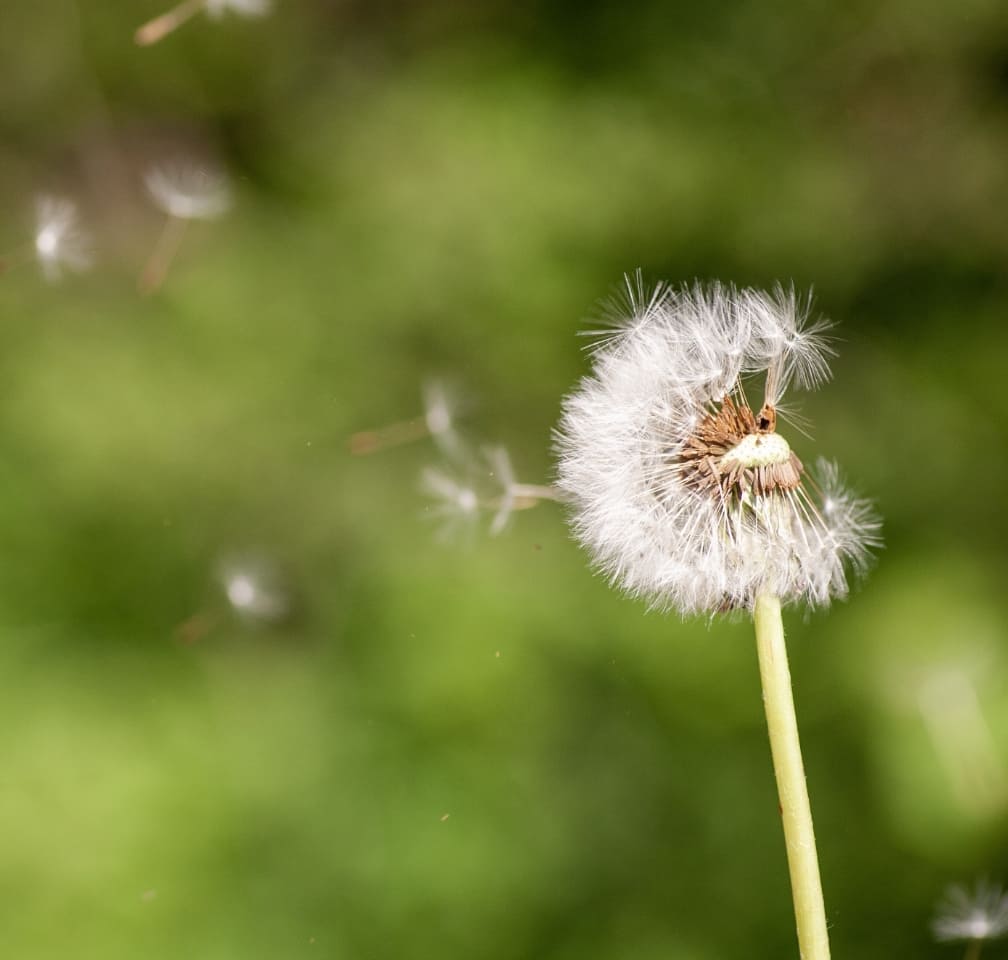 Löwenzahn, Pollenflug, Allergiker, geschützt mit Pollen-Gewebe von Neher, online bestellen bei ansektenbleibendraussen.com